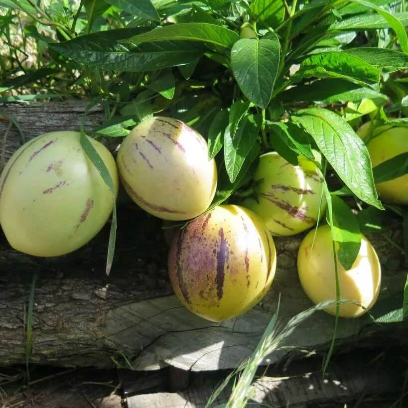 Pepino Melon Seeds For Planting - Fruit Plant