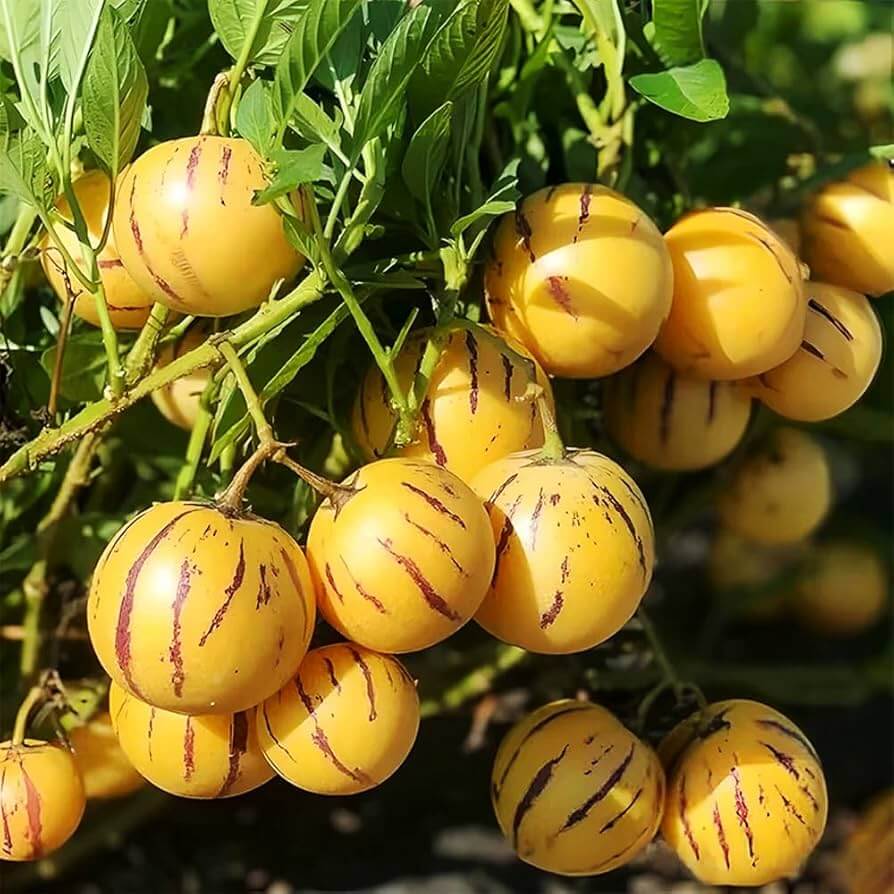 Pepino Melon Seeds For Planting - Fruit Plant