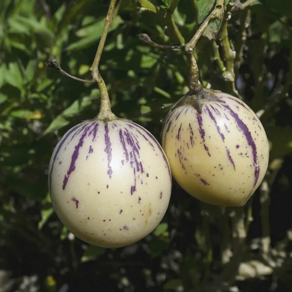 Pepino Melon Seeds For Planting - Fruit Plant