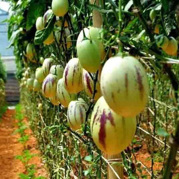 Pepino Seeds – Melon Pear