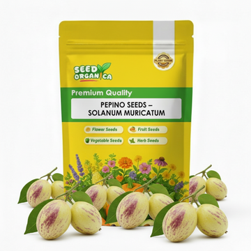 Pepino Seeds – Solanum Muricatum