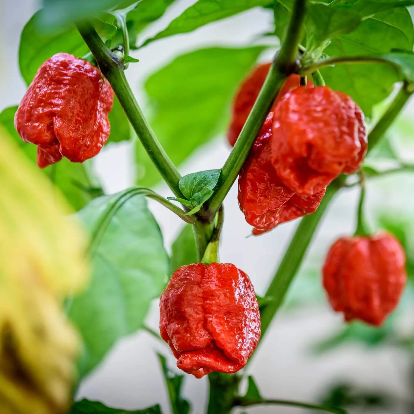 Pepper Seeds - Trinidad Scorpion