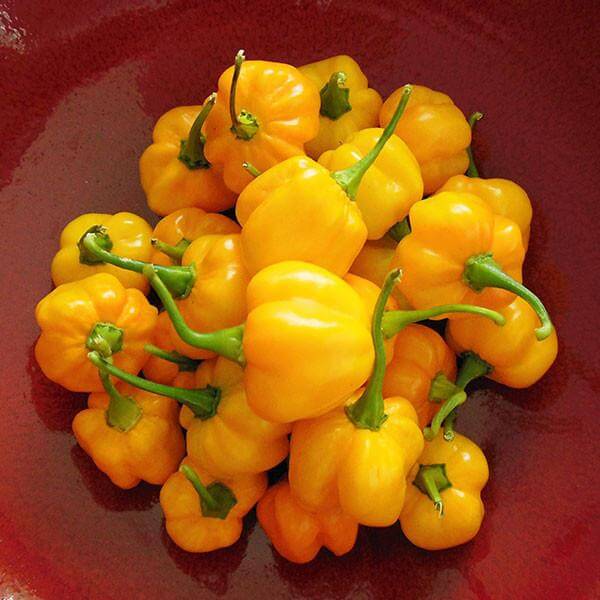 Pepper Seeds – MOA Yellow Scotch Bonnet
