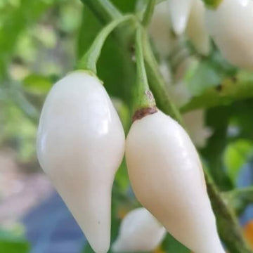 Pepper Seeds - Chili Brazilian White
