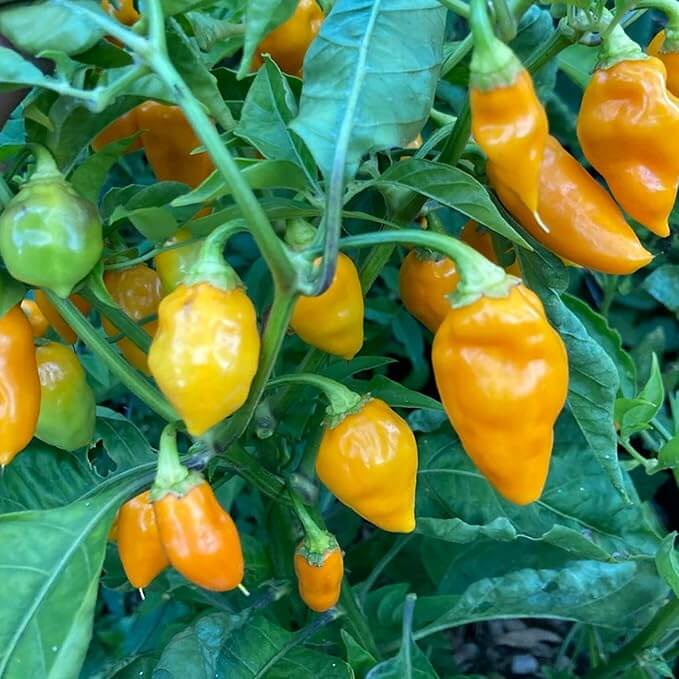Pepper Seeds - Datil