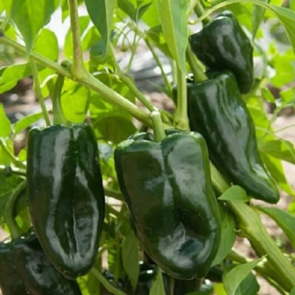 Pepper Seeds - Ancho Poblano