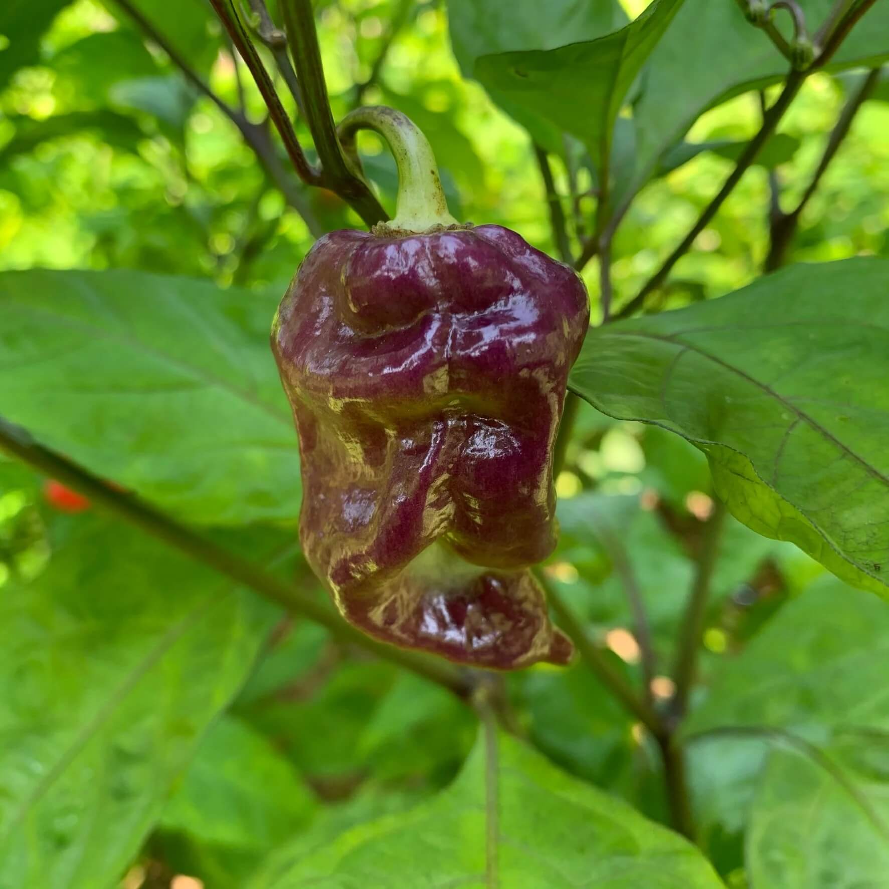 Pepper Seeds - Chocolate Moruga Scorpion