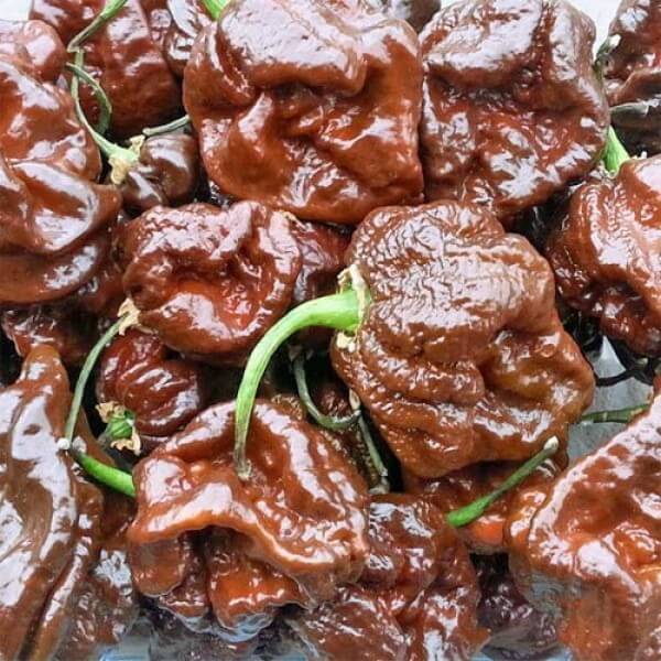Pepper Seeds - Chocolate Moruga Scorpion