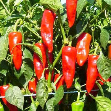 Pepper Seeds - D'Espelette