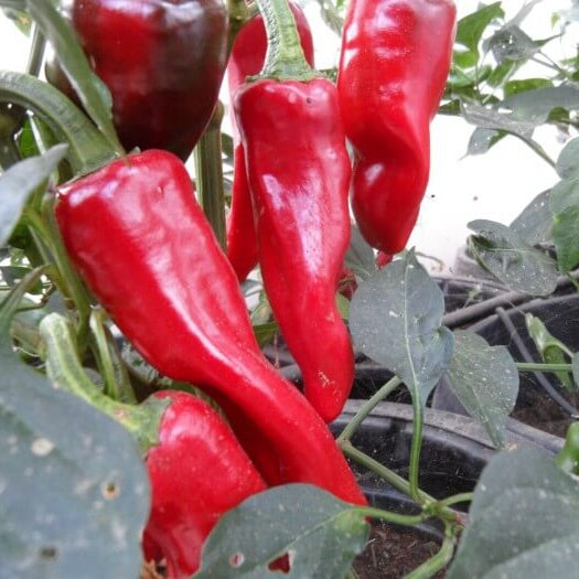 Pepper Seeds - Espelette