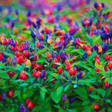 Pepper Seeds - Filius