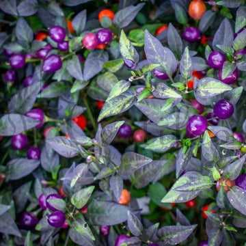 Pepper Seeds - Filius Blue