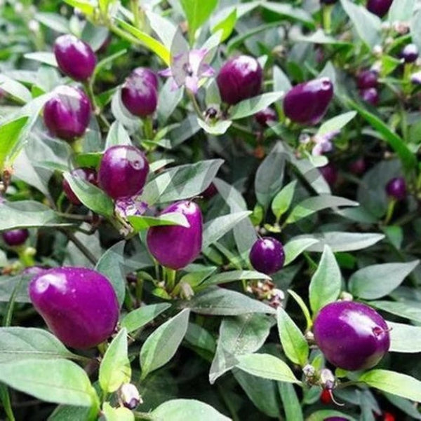 Pepper Seeds - Filius Blue