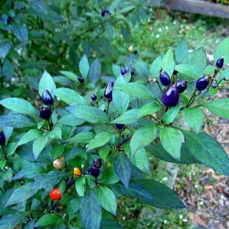 Pepper Seeds - Filius