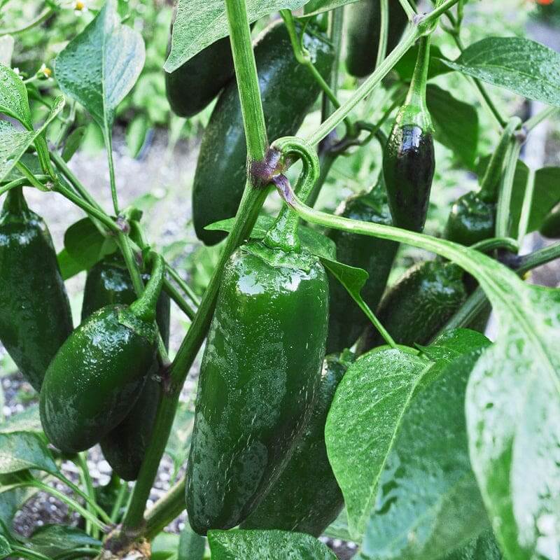 Pepper Seeds - Jalapeño