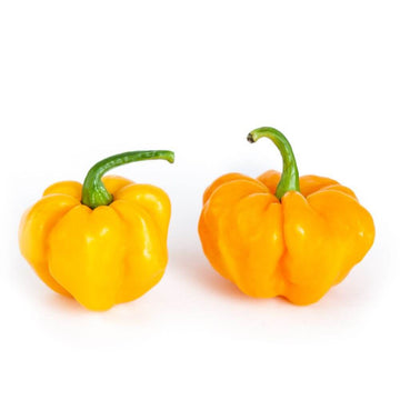 Pepper Seeds - Jamaican Scotch Bonnet
