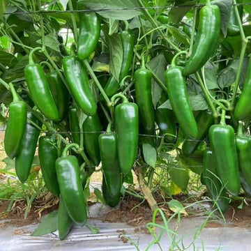 Pepper Seeds - Jumbo Jalapeno