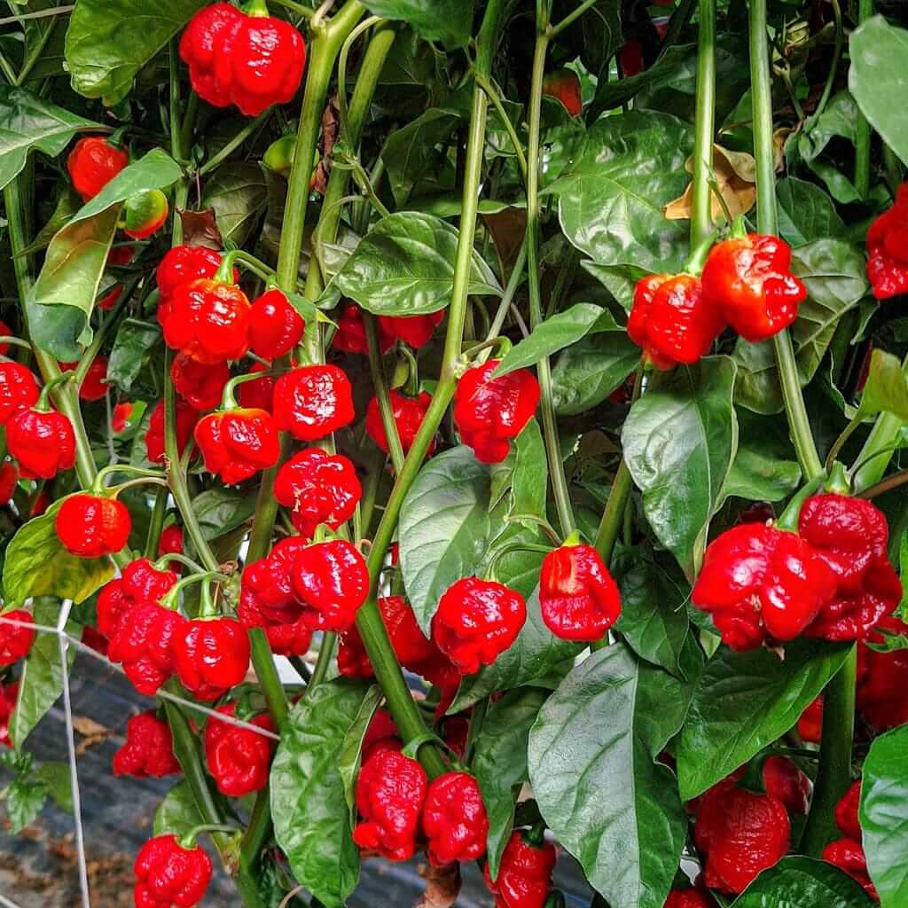 Pepper Seeds - Red Trinidad
