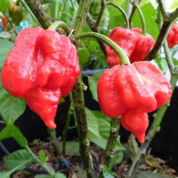 Pepper Seeds - Red Trinidad