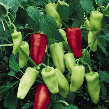 Pepper Seeds - Sweet Gypsy 