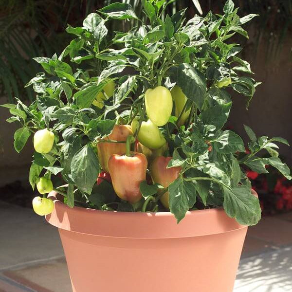 Pepper Seeds - Sweet Gypsy 