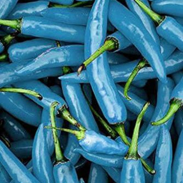 Pepper Seeds - Turquoise