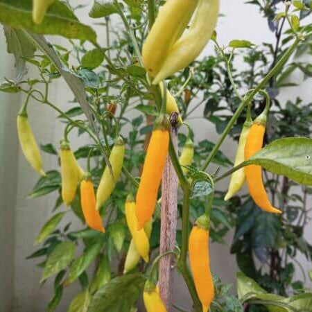 Pepper Seeds - Yellow Aji Limon
