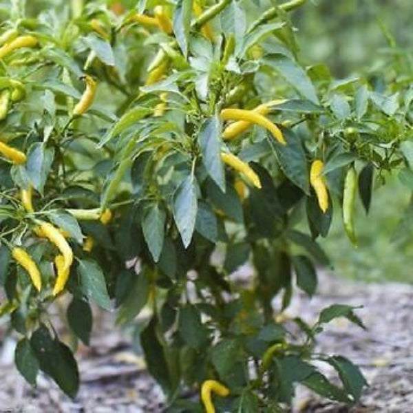 Pepper Seeds - Yellow Bedder Macedonian