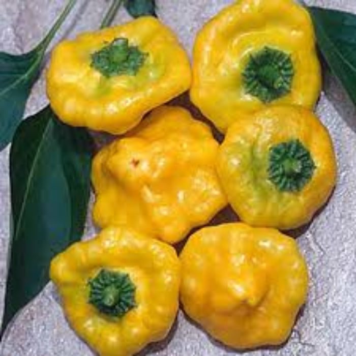 Pepper Seeds -  Yellow Jamaicano