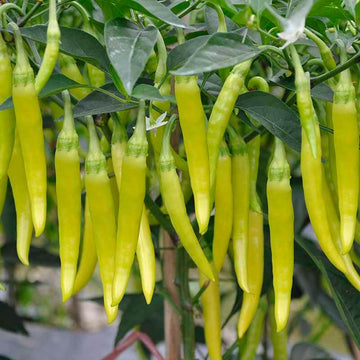 Pepper Seeds - ligjht yellow