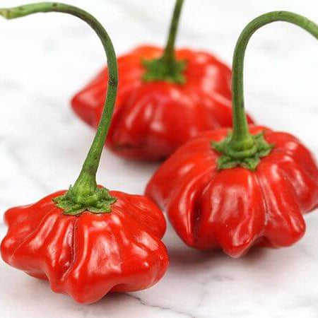 Pepper Seeds – Aji Brazilian Starfish 