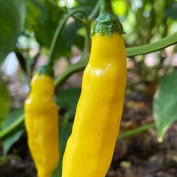 Pepper Seeds – Aji Lemon Drop 