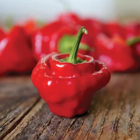 Pepper Seeds – Mushroom Cap 