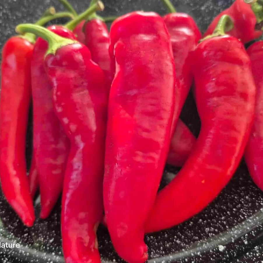 Pepper Seeds – Red Wax 