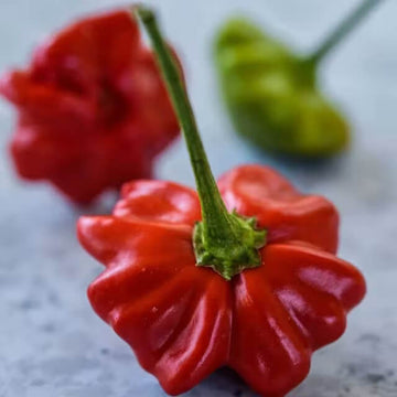 Pepper Seeds – Aji Brazilian Starfish 