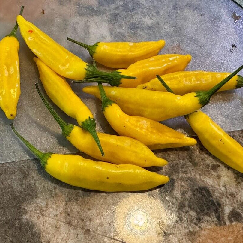 Pepper Seeds – Aji Lemon Drop 