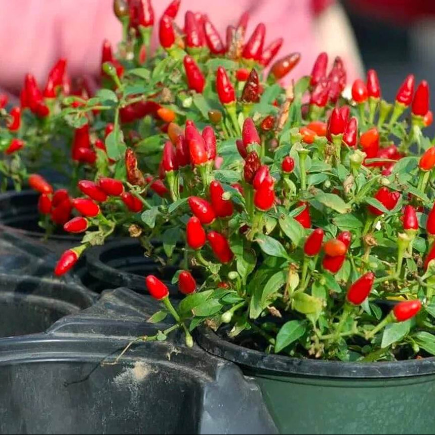 Pepper Seeds – Chile Pequin 