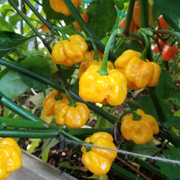 Pepper Seeds – MOA Yellow Scotch Bonnet