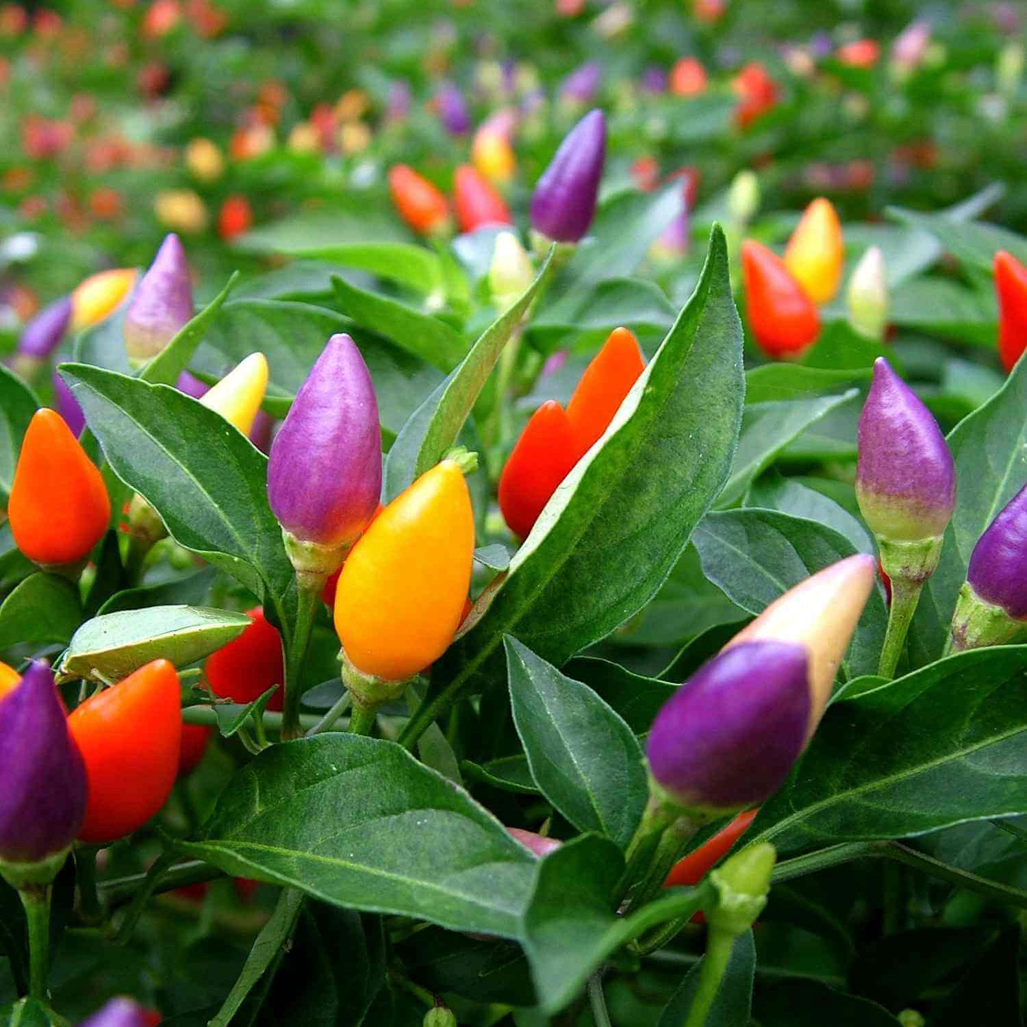 Pepper Seeds – Ornamental  