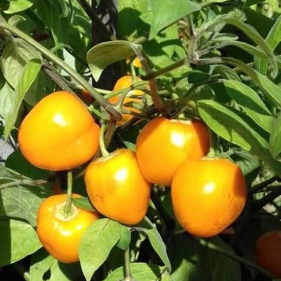 Pepper Seeds – Rocoto Yellow 