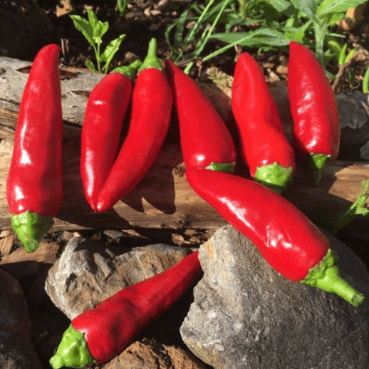 Pepper Seeds - D'Espelette