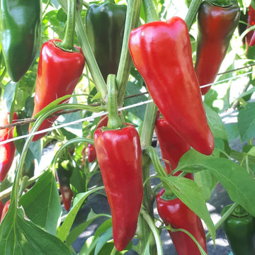 Pepper Seeds - Espelette