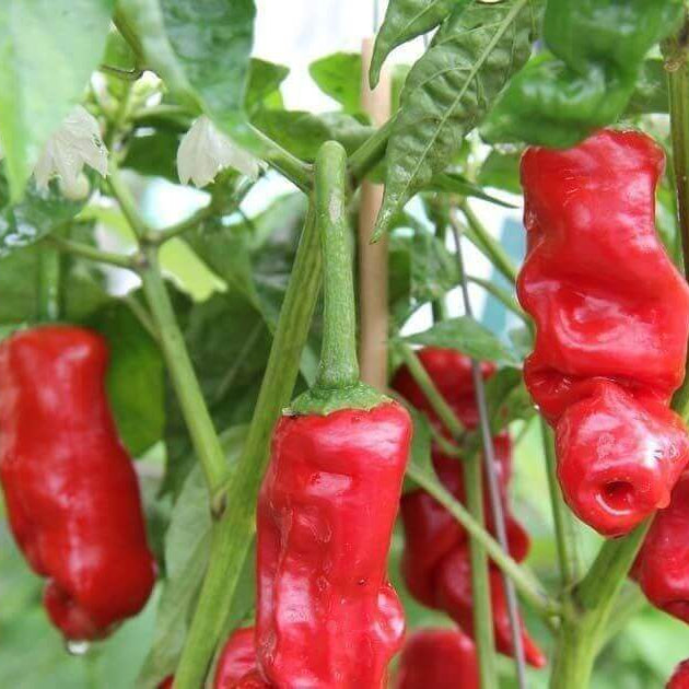 Pepper Seeds - Green Chili Willy & Peter