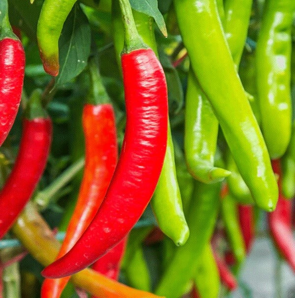  Pepper Seeds - Red Chili Will