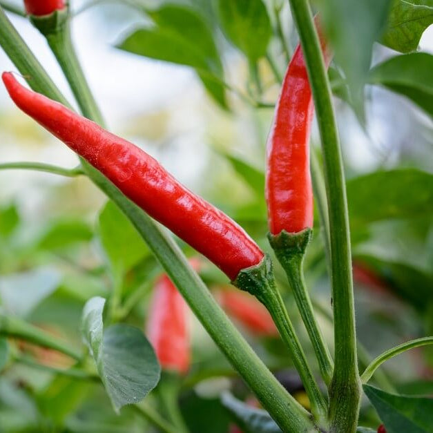  Pepper Seeds - Ree Chilies
