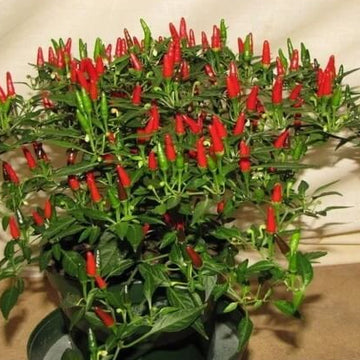  Pepper Seeds - Thai Sun