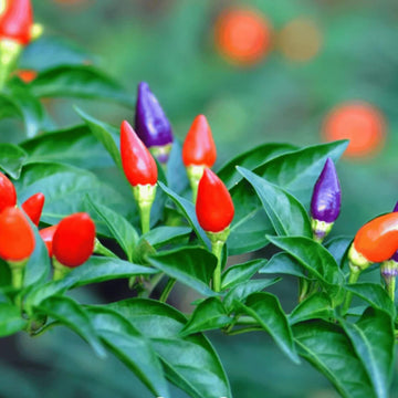 Pepper Seeds - mixed