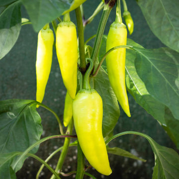 Pepper Seeds – Banana