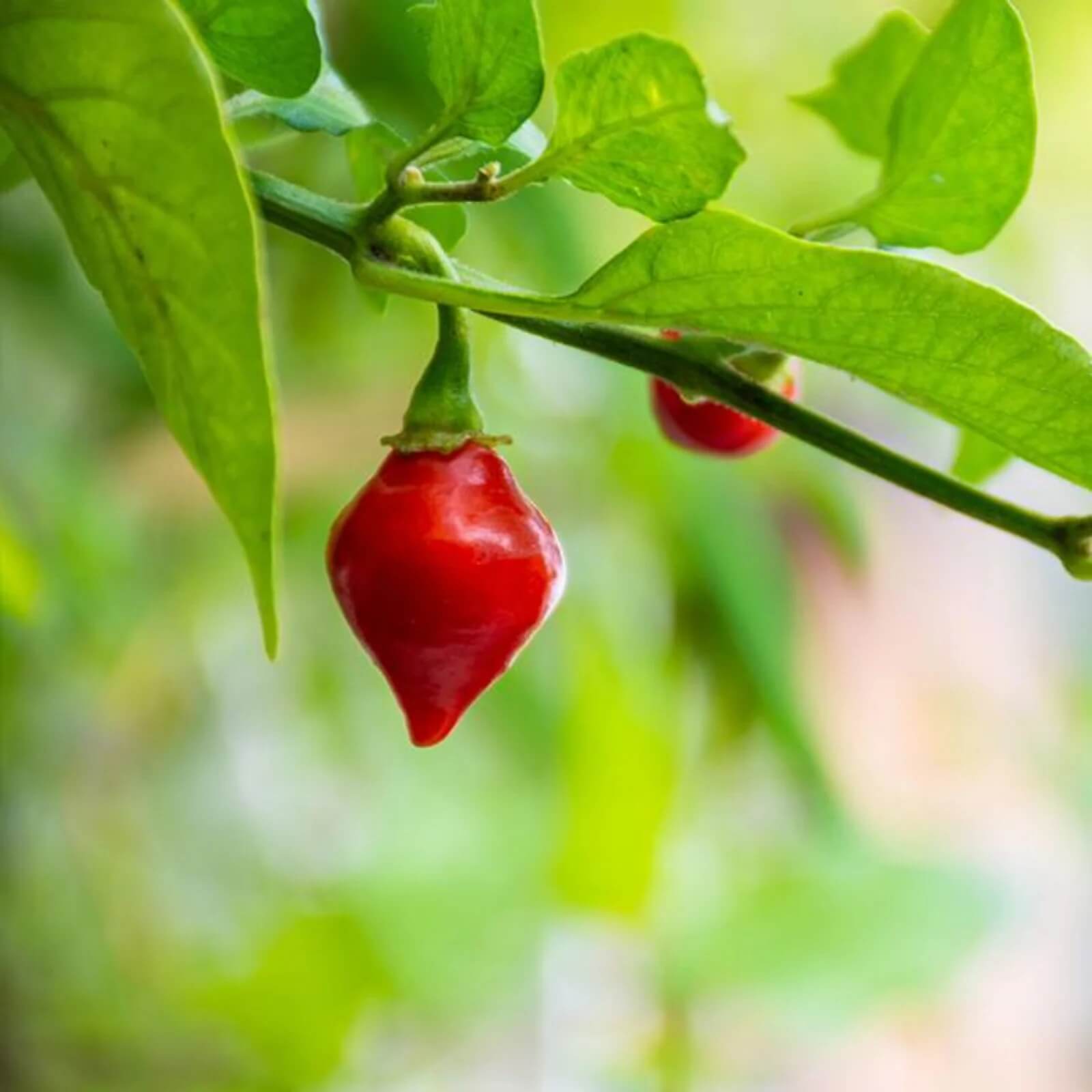 Pepper Seeds – Biquinho  