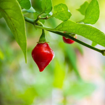 Pepper Seeds – Biquinho  
